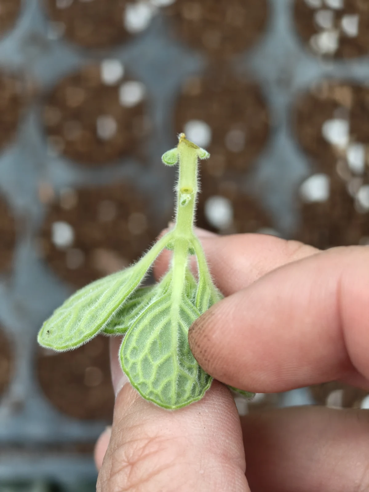 手持小葉左手香插穗，照片上方為露出的莖段與切口，下方仍留著帶細毛的葉片